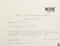 Hypnum imponens image