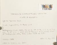 Hypnum imponens image