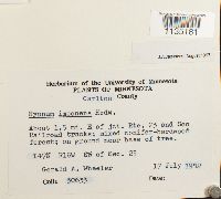 Hypnum imponens image