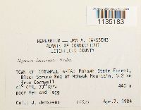 Hypnum imponens image