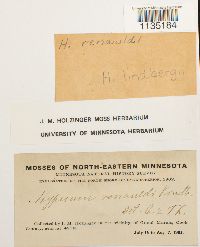 Calliergonella lindbergii image