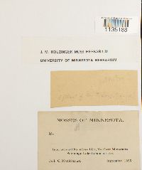 Calliergonella lindbergii image