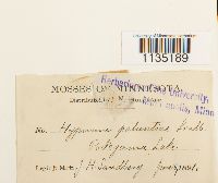 Calliergonella lindbergii image