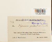 Calliergonella lindbergii image