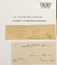 Calliergonella lindbergii image