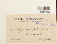 Calliergonella lindbergii image