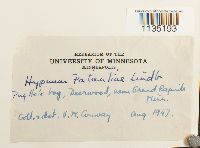 Calliergonella lindbergii image