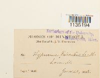 Calliergonella lindbergii image