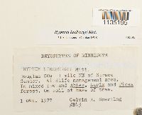 Calliergonella lindbergii image