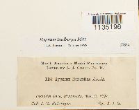 Calliergonella lindbergii image