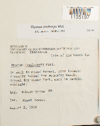 Calliergonella lindbergii image