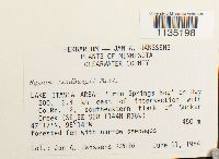 Calliergonella lindbergii image