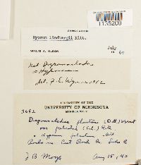 Calliergonella lindbergii image