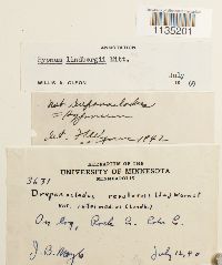 Calliergonella lindbergii image