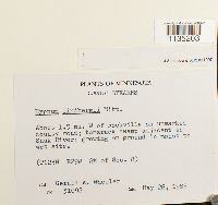 Calliergonella lindbergii image