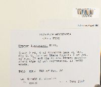 Calliergonella lindbergii image