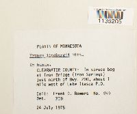 Calliergonella lindbergii image