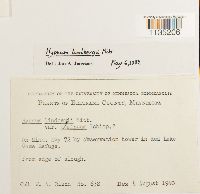 Calliergonella lindbergii image