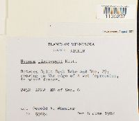 Calliergonella lindbergii image