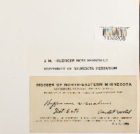 Calliergonella lindbergii image