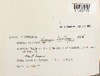 Calliergonella lindbergii image