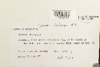 Calliergonella lindbergii image