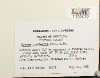 Calliergonella lindbergii image