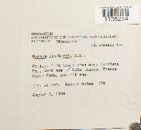 Calliergonella lindbergii image