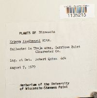 Calliergonella lindbergii image