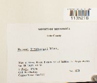 Calliergonella lindbergii image