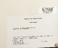 Calliergonella lindbergii image