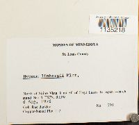 Calliergonella lindbergii image