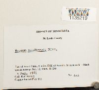 Calliergonella lindbergii image