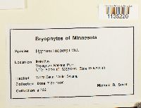 Calliergonella lindbergii image