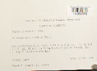 Calliergonella lindbergii image