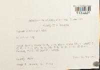 Calliergonella lindbergii image