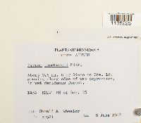 Calliergonella lindbergii image