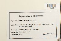 Calliergonella lindbergii image