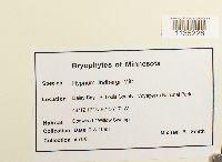 Calliergonella lindbergii image