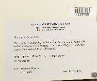 Calliergonella lindbergii image