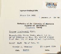 Calliergonella lindbergii image