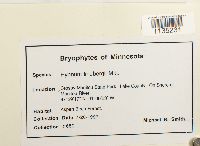 Calliergonella lindbergii image