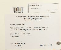 Calliergonella lindbergii image