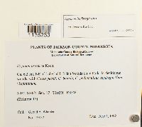 Calliergonella lindbergii image