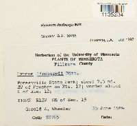 Calliergonella lindbergii image