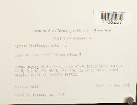 Calliergonella lindbergii image