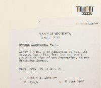 Calliergonella lindbergii image