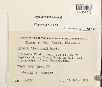 Calliergonella lindbergii image