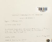 Calliergonella lindbergii image