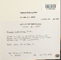 Calliergonella lindbergii image